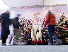 多伦多举办城市(shì)花艺展