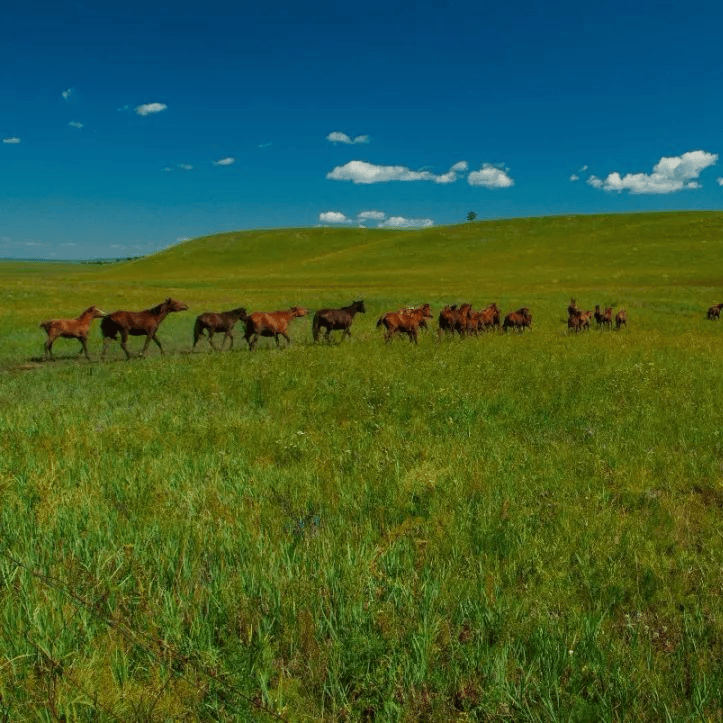 太(tài)极音乐大合集，送给练太(tài)极的你！（附下载链接）