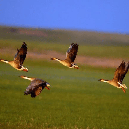 太(tài)极音乐大合集，送给练太(tài)极的你！（附下载链接）