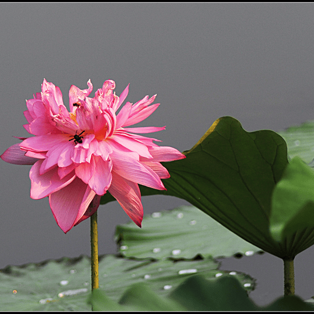 太(tài)极音乐大合集，送给练太(tài)极的你！（附下载链接）