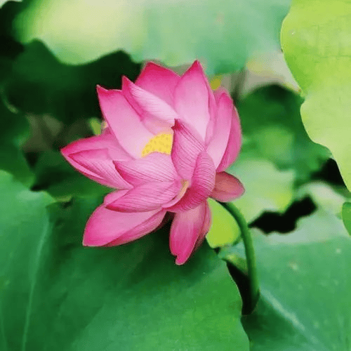 太(tài)极音乐大合集，送给练太(tài)极的你！（附下载链接）